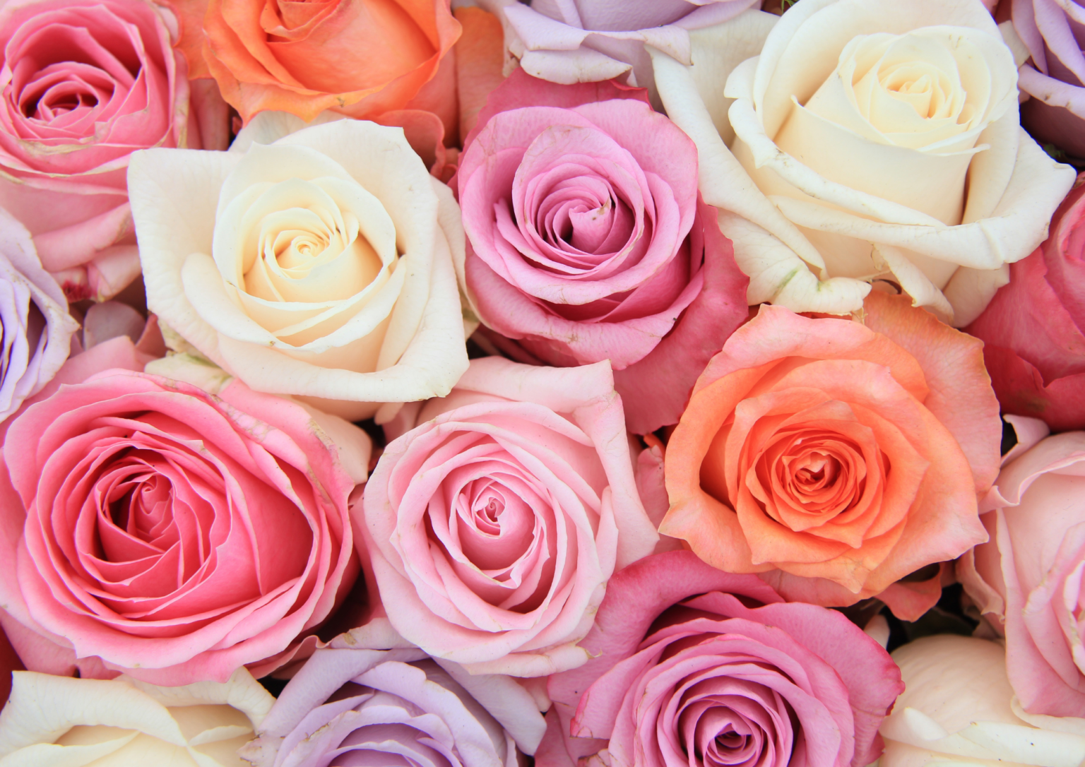 MENGENAL BUNGA MAWAR: JENIS DAN MANFAAT TAK TERDUGA