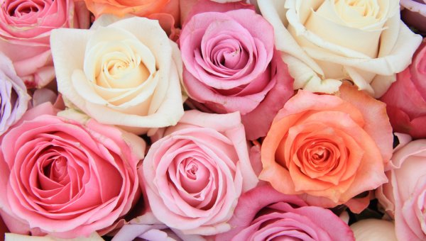 MENGENAL BUNGA MAWAR: JENIS DAN MANFAAT TAK TERDUGA